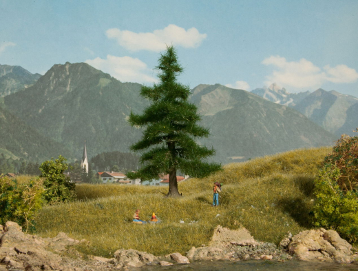 Noch 21810, Nordmann fir, 12 cm tall