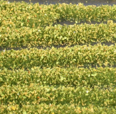 Mininatur 731-22, Blütenstreifen, ca. 336 cm (1:87) gelb