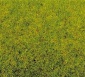 Noch 08300 Frühlingswiesen-Gras, 20 g - Beutel